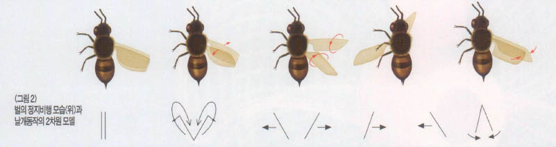 (그림2)벌의 정지비행 모습(외)과 날개동작의 2차원 모델