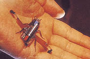 시모야마 교수가 만든 바퀴벌레 로봇 로보로치.