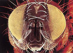 곤충의 겹눈은 척추동물의 눈과 전혀 다르다. 이 구조를 흉내낼 수 있다면 현재의 로봇비전 시스템은 크게 달라진다.