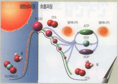 호흡은 광합성으로 얻은 에너지를 소비하는 과정이다.