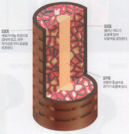 머리카락의 구조