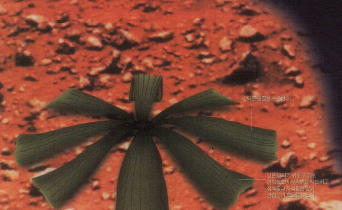 (그림1) 화성에 사는 큰 식물^낮에는 잎을 활짝 펴 광합성을 한다. 그러나 밤이 되면 잎을 말아 보온을 한다.