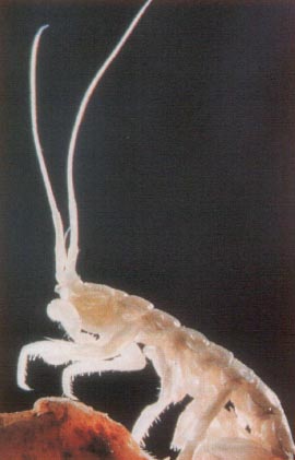 갓 태어난 곤충의 유충이 대개 투명상태임에서 알 수 있듯이 생물 조직의 대부부은 물에 가까운 투명한 물질로 이루어져 있다.