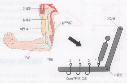 (그림5)팔의 지레 모형^팔의 구조를 간단한 지레 모양으로 나타낸다.