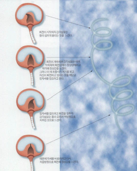 (그림)심한 회전비행시 인체가 느끼는 평형감각^귀의 삼반규관에 있는 감각섬모에 의해 평형감각을 감지한다.