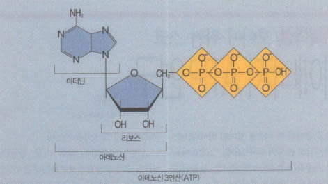 (그림)ATP의 화학구조