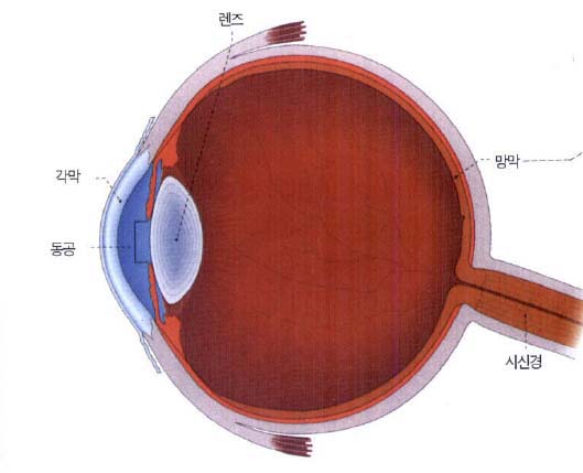 (그림1) 사람 망막의 위치와 구조