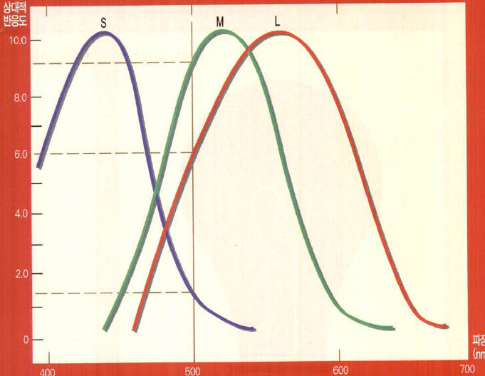 (그림3) 망막에 있는 3가지 빛 수용기