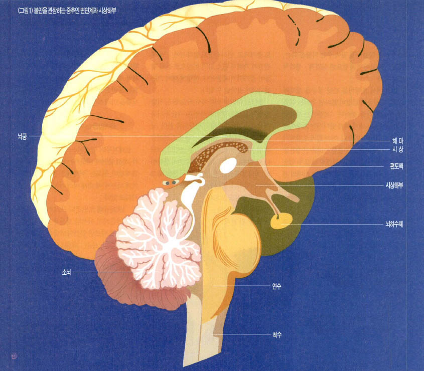 (그림1) 불안을 관장하는 중추인 변연계와 시상하부