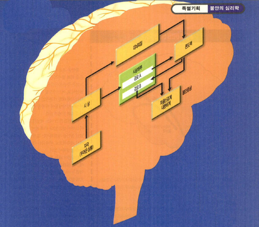 (그림2) 불안의 메커니즘^대뇌 피질의 감각 신경들이 편도핵으로 연결되고, 다시 여기서부터 뇌하수체 쪽으로 신경세포가 연결돼 있다. 편도핵과 시상하부는 자율신경계와 내분비계를 자극해 불안증상을 유도한다.