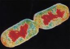 박테리아가 분열하는 모습. 핵막을 비롯한 몇가지 소기관이 결여된 원핵생물이다. 곰팡이보다 작아 세균이라고 불린다.