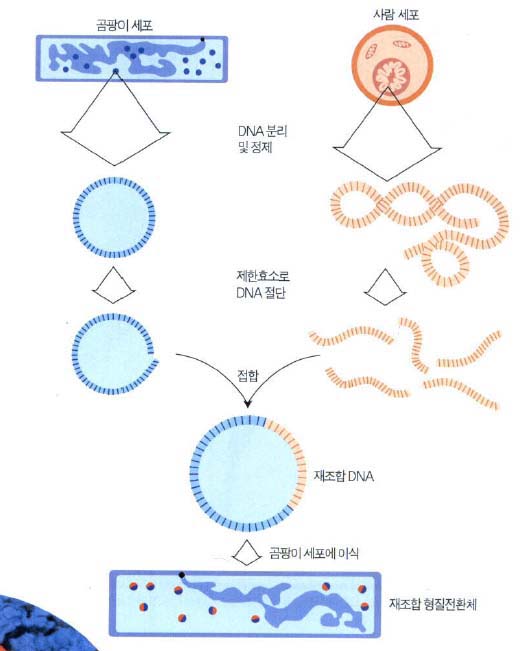 (그림)곰팡이 형질전환 원리^사람 세포로부터 DNA를 분리한 후 호르몬이나 생리조절물질을 만드는 특정 부위를 절단한다. 이 부위를 곰팡이로부터 얻은 DNA에 접합시킨 후 이를 곰팡이 세포에 이식한다. 형질이 전환된 곰팡이는 호르몬이나 생리조절물질을 만들어낸다.