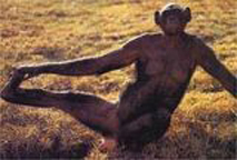 보노보 암컷. 보노보는 오랫동안 피그미 침팬지로 불렸지만 결코 왜소한 체격이 아니다. 단지 침팬지보다 뼈대가 허약하고 사지가 길 뿐이다. 