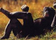 보노보 사회의 특징은 수컷이 몸집이 훨씬 작은 암컷의 지배를 받는다는 점