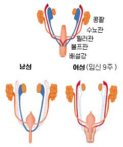 (그림) 남녀 생식기의 분화