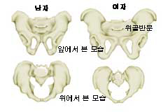 남녀 골반 구조 차이