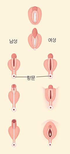 음경과 음핵의 분화