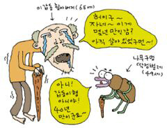 잘못 알려진 하루살이 수명