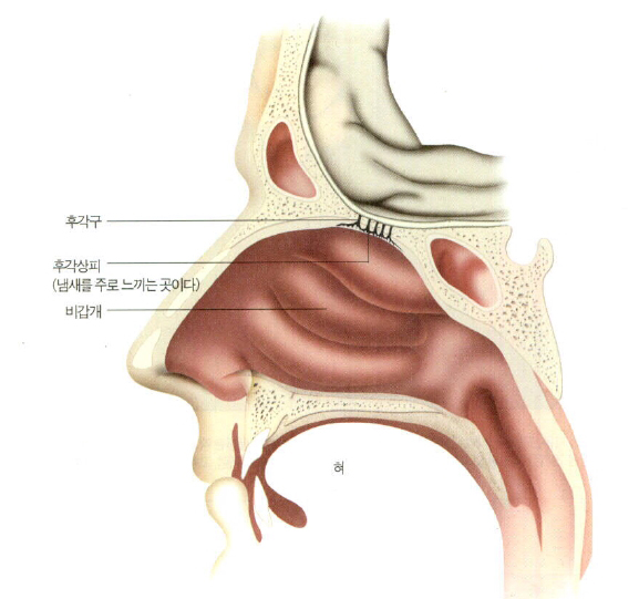 (그림2) 후각기관