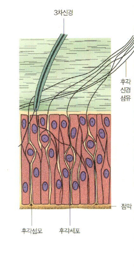 (그림3) 후각상피