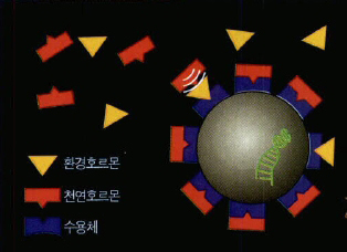 (그림3)봉쇄설^환경호르몬이 천연호르몬과 수용체의 결합을 방해한다