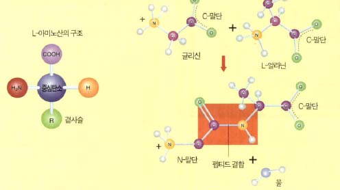 (그림1) 아미노산의 구조와 펩티드 결합의 형성