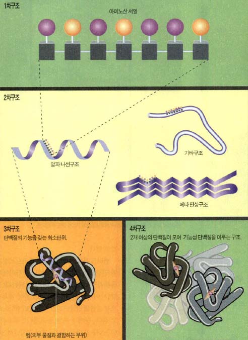 (그림2) 4단계로 표현되는 단백질 구조