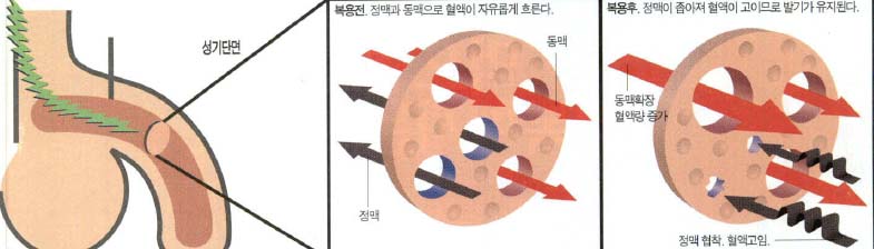 (그림1) 비아그라의 작용원리