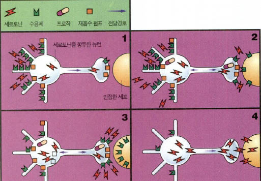 (그림2) 프로작의 작용원리