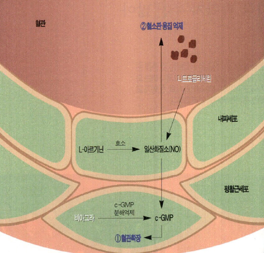 일산화질소의 생성과 작용