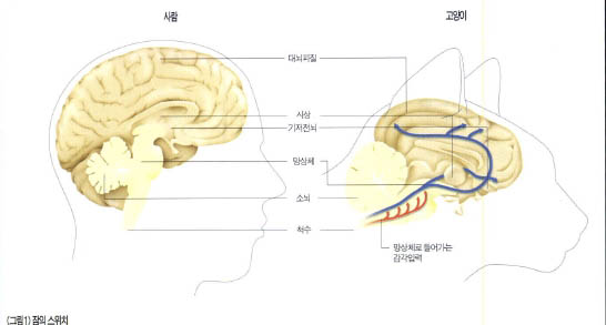 (그림1) 잠의 스위치^잠을 자기위해서는 기저전뇌 영역의 활동이 필요하다. 이곳에 전기자극을 가하면 고양이는 30초만에 잠에 빠져버린다. 반대로 잠을 깨기 위해서는 망상체에 자극이 가해져야 한다. 이 메커니즘은 사람과 고양이가 비슷하다고 알려졌다.