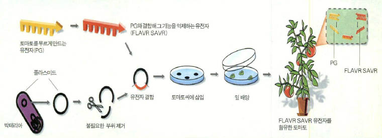 (그림) 무르지 않는 토마토의 생성 원리^토마토를 무르게 하는 유전자(PG)를 추출하고, 이 유전자와 결합해 기능을 상실하게 만드는 새로운 유전자 플레브 세이브(FLAVR SAVR)를 합성한다. 플레브 세이브를 박테리아의 작은 DNA 조각인 플라스미드에 결합시킨 후 토마토씨에 삽입한다. 다 자란 토마토에서 플레브 세이브 유전자가 발현되면 PG의 기능이 억제된다. 즉 토마토는 물러지지 않는다.