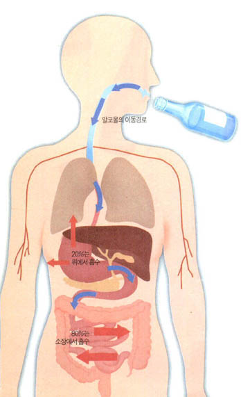 (그림2)알코올의 흡수^알코올을 마시면 섭취한 양의 20%는 위에서, 80%는 소장 점막을 통해 혈액으로 흡수된다. 따라서 빈속에 술을 마시면 알코올 흡수속도가 빨라져 취기를 빨리 느낀다.