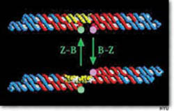 위쪽은 오른 나사 방향의 B-DNA 나선, 노랗게 칠해진 부분이 특정 화학용액에 노출되면 아래와 같이 경첩처럼 꼬여 왼쪽 나사방향의 Z-DNA가 된다.