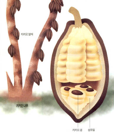 (그림2)초콜릿의 원료인 카카오 콩^초콜릿의 원료는 고온다습한 지역에서 자라는 카카오 나무의 열매로부터 얻는다. 카카오 열매 내부에는 섬유질로 둘러싸인 카카오 콩이 자리잡고 있다. 나무에서 떼어낸 열매를 5-9일 정도 방치하면 섬유질과 함께 카카오콩이 발효된다. 초콜릿을 발효 식품이라고 분류할 수 있는 이유다.