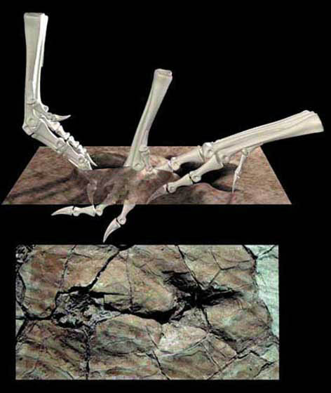 3차원 컴퓨터형상으로 재현한 수각룡의 3단계에 걸친 발의 움직임. 오른쪽에서 왼쪽으로 틀고 있는 모습이다.