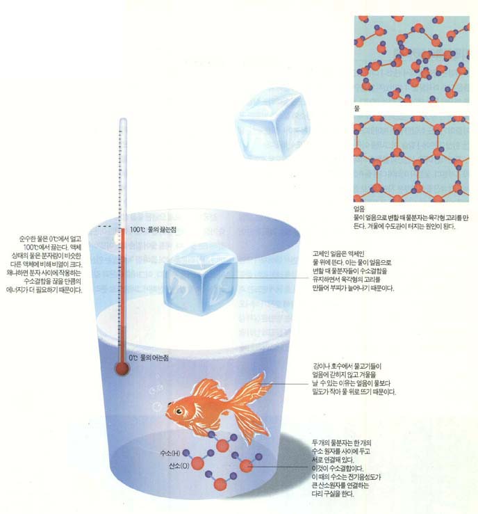 (그림1)물의 특성^물은 다른 물질과 비교할 때 밀도가 크고, 어는점과 끓는점도 높은 편이며, 열용량도 크다. 또 다른 물질과 달리 액체에서 고체로 될 때 부피가 늘어나는 특징이 있다.