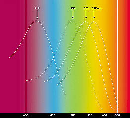 (그림2)망막에 존재하는 시세포의 흡수 스펙트럼^간상세포에는 빛을 감지하는 색소물질인 로돕신이 있다. 이 로돕신이 가장 잘 흡수하는 파장의 빛이 496nm이다. 원추세포에는 흡수스펙트럼이 다른 3종류 세포가 있다. 각 세포는 일정한 파장 영역의 빛에만 주로 반응한다. 즉 로우세포는 빨간색, 감마세포는 초록과 노란색, 베타세포는 파란색 영역의 파장에 민감하게 반응한다.