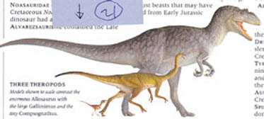 공룡의 크기는 매우 다양했다. 사진은 알로사우루스(위), 갈리미무스(중앙), 콤프소나투스(아래)의 크기를 비교한 것.