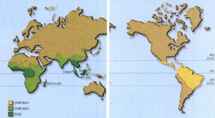 (그림1) 영장류의 분포도