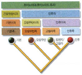 (그림2) 분자생물학에 따른 인류와 유인원의 분류