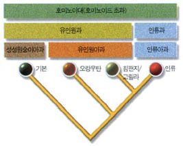 (그림3) 전통적인 인류와 유인원의 분류