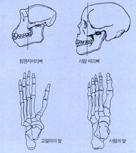 (그림4) 사람과 유인원의 비교^사람은 유인원에 비해 얼굴이 편평하고, 발뒤꿈치가 있어 두발로 걸을 때 충격을 흡수해준다.