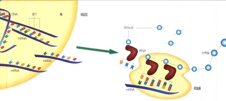 (그림) 단백질 합성과정^DNA의 염기 3개가 하나의 아미노산을 만들어내는 정보를 가진다. DNA의 염기 정보는 mRNA에 전달되고, mRNA는 세포질에 있는 리보솜으로 이동한다. 이때 tRNA가 mRNA의 염기 3개에 맞는 아미노산 1개를 가지고 오며, 이 아미노산들이 사슬로 엮여 단백질이 합성된다.