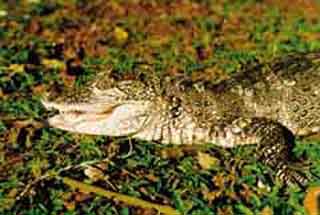 중국의 '진흙 용'양자강악어(Allgator sinensis).