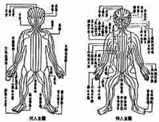 침 놓을 자리를 알려주는 인체경락도.해부학 없이 신체 내부의 흐름을 정리했다는 것은 전통의학의 체계가 서양과 달랐다는 것을 의미한다.