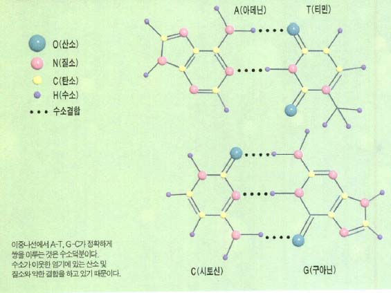 이중나선에서A-T,G-C가 정확하게 쌍을 이루는 것은 수소덕분이다.수소가 이웃한 염기에 있는 산소 및 질소와 약한 결합을 하고 있기 때문이다.