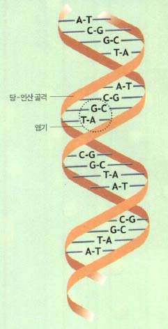 이중나선에서A-T,G-C가 정확하게 쌍을 이루는 것은 수소덕분이다.수소가 이웃한 염기에 있는 산소 및 질소와 약한 결합을 하고 있기 때문이다.