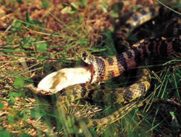 먹이를 토해내는 유혈목이. 추운 날 일광욕을 하지 못한 뱀은 먹이가 위 에서 썩기 때문에 토해야 한다.