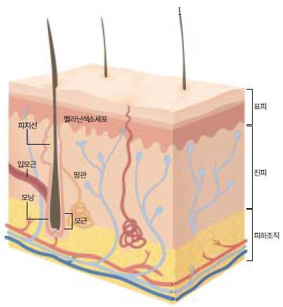 (그림1) 털의 기본 구조^털은 모낭이라는 주머니에 둘러싸여 있는데 모낭의 가장 밑부분인 모근에서 분화 된 딱딱한 케라틴이 모여 이뤄진 것이다. 표피 근처의 피지선으로부터 윤활유 역 할을 하는 기름기를 공급받고 멜라닌세포로부터 색을 결정하는 색소를 얻는다.